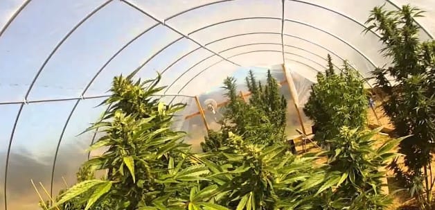 (Видео) Уапсен одледувач на канабис во Ајатовци