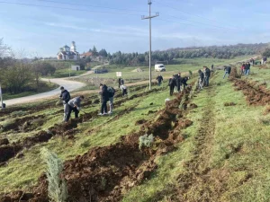 Засадени над 600 садници за пошумување на општина Илинден