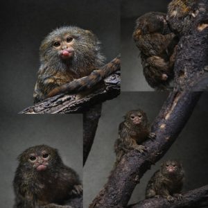 Скопската зоолошка градина сподели убава вест: Еден од паровите џуџести мармозети добија близначиња