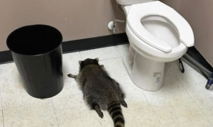 Ракун обил продавница и пиел виски, заспивајќи на подот од пијанство