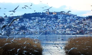 И птиците во Охрид предупредуваат и бараат заштита на Езерото,  преполовен им е бројот за разлика од лани