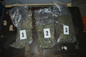 Многу марихуана шета низ Македонија, МВР ги лови криумчарите, но треба да ги засили активностите