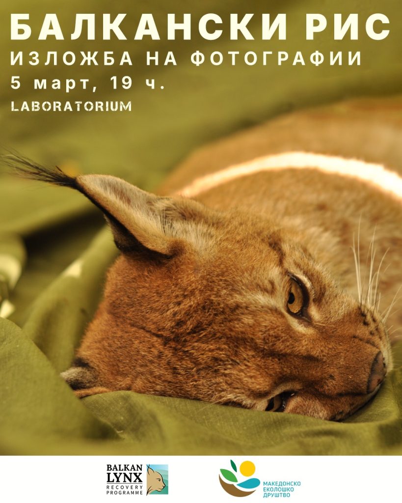 Скопјани ќе можат преку фотографии да видат како живее балканскиот рис