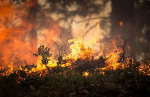 Шпанија во пламен: 40 големи пожари годинава, ангажирани стотици пожарникари