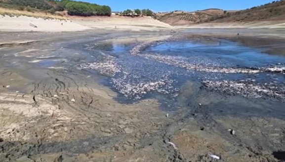Еколошка катастрофа во Албанија: Тони риби угинаа во акумулацијата Кашњети